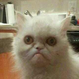 Broken cats
