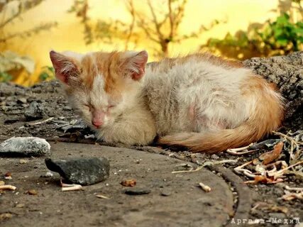 Фото бездомных кошек