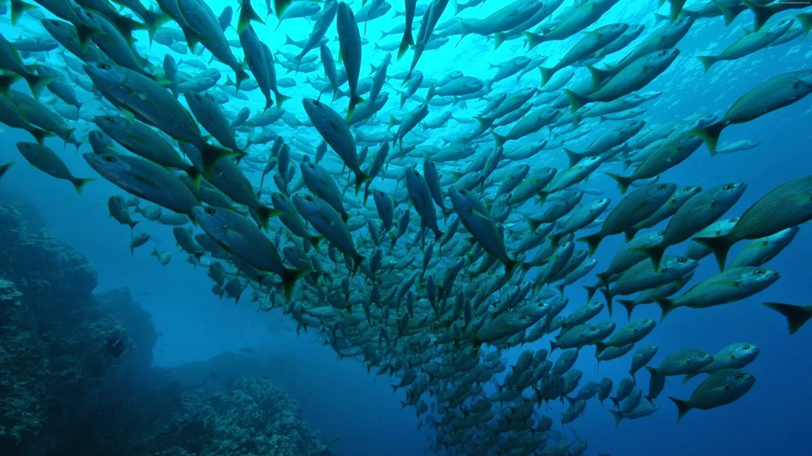 Коста Рика дайвинг. Стая рыб. Рыбы в океане. Миграция рыб.