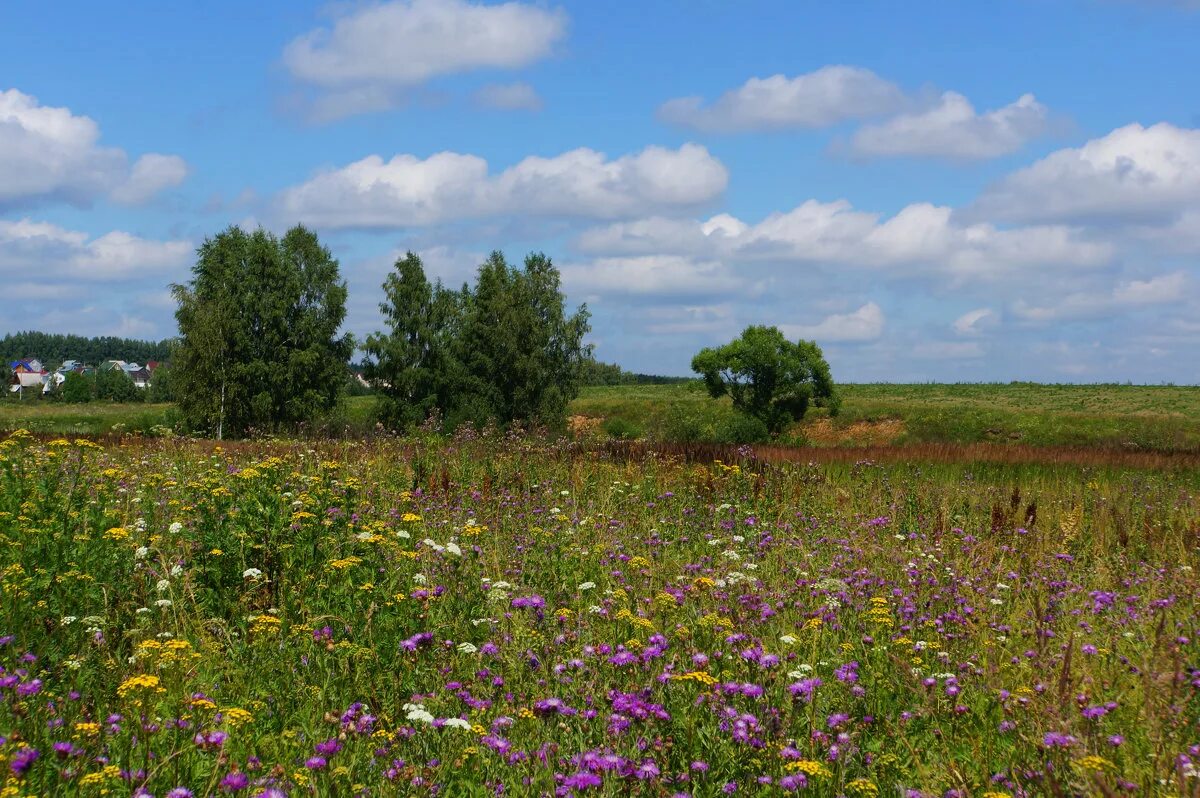 природа московской области. река нерская анциферово. подмосковье летом. подмосковный пейзаж. природа московской области.