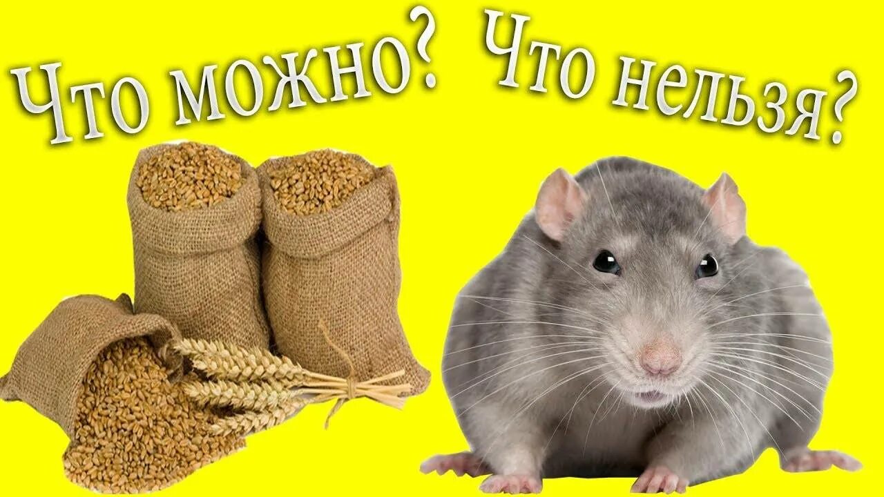 Можно давать крысам сыр. Рацион крыс. что можно давать крысам. рацион декоративных крыс. что можно кушать крысам.