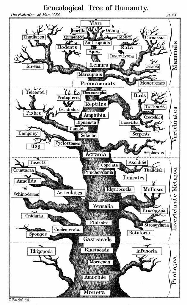 Evolution from the big tree