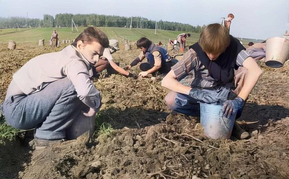 Земли колхозников разграничены