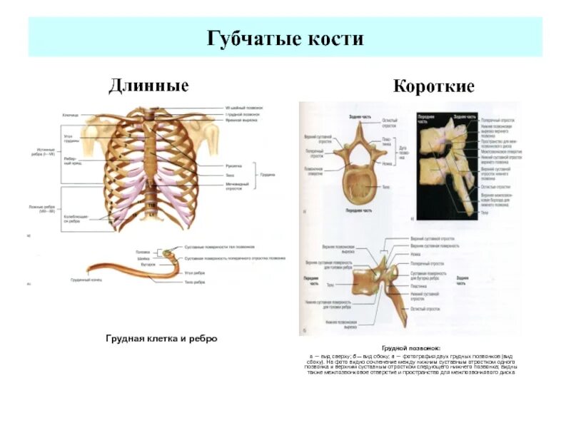 Выберите губчатую кость. Губчатые кости человека. Короткая губчатая кость. Длинные губчатые кости человека. Губчатый.