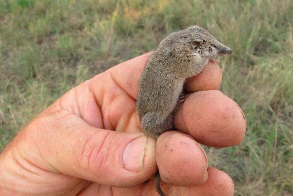 Длиннохвостый планигал. Самое маленькое животное в мире. Длиннохвостая сумчатая мышь. Самое маленькое животное на суше.