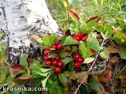 Какую ягоду называют клоповкой