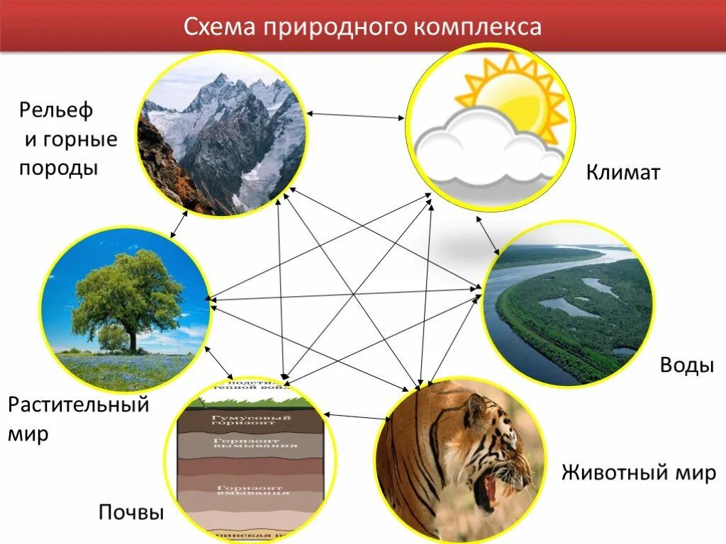 Что является примером природного комплекса. Схема природного комплекса. природные компоненты. компоненты природного комплекса. природные компоненты схема.