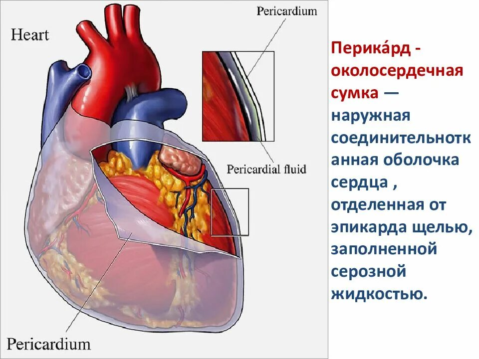 Строение перикарда сердца. Строение сердца перикард миокард. Перикард серозная оболочка. Перикард анатомия. Сердце анатомия строение околосердечная сумка.