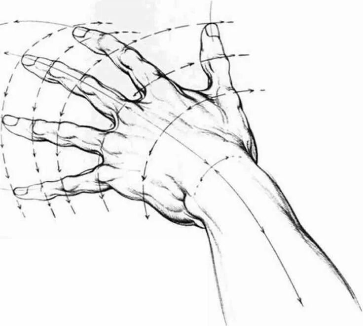 Строение руки рисунок. Кисть рисование анатомия. Построение кисти руки. Анатомия рук для рисования. Зарисовки кисти человека.