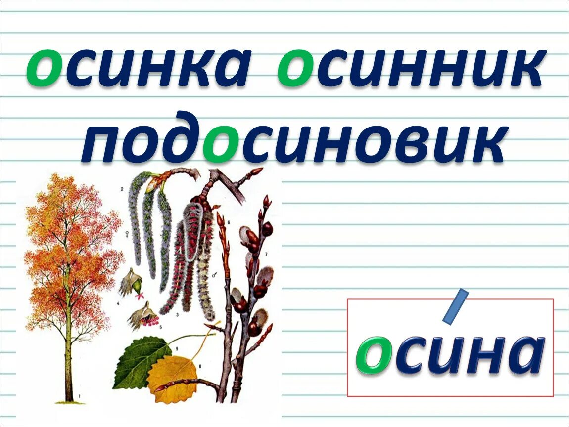 Осина родственные слова. Осина осиновый однокоренные. Осина осиновый однокоренные слова. Родственные слова к слову осина.