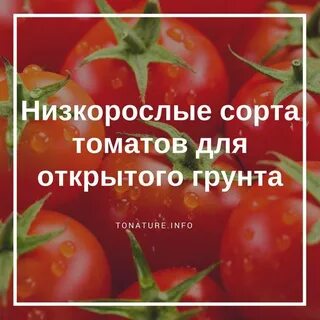 Семена томатов низкорослые
