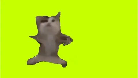 Коты хромакей