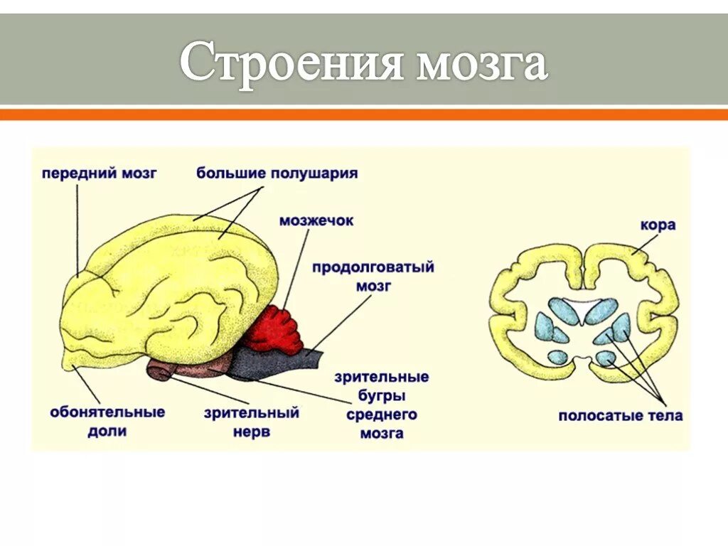 Особенности строения мозга млекопитающих