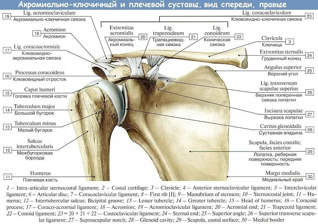 Плечевые связки. Акромиально-ключичный сустав анатомия строение. Связки акромиально-ключичного сустава. Плечевой сустав анатомия верхних конечностей. Строение плечевой кости плечевой сустав.