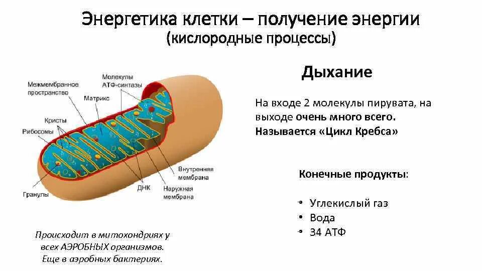 Митохондрии энергетические станции клетки. Межмембранное пространство митохондрий. АТФ В митохондриях. Образование АТФ В митохондриях схема.