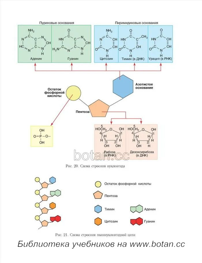 Строение нуклеотида ДНК. Строение нуклеотидов Инк. Схема строения нуклеотида ДНК И РНК. Схема строения нуклеотида ДНК.