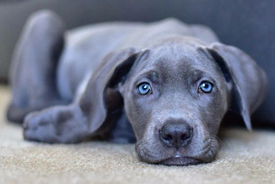 Веймаранер лабрадор. Порода Блю Лейси. Веймаранер голубой. Blue great Dane порода.