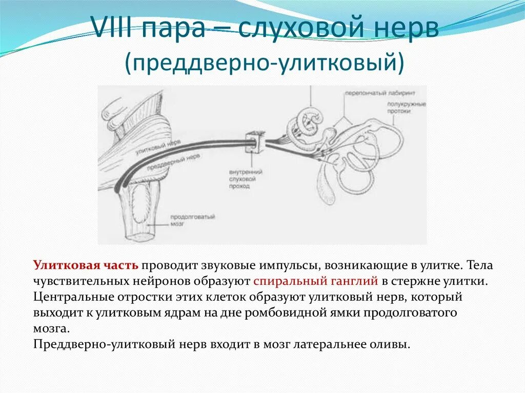 Преддверно-улитковый нерв схема. VIII пара - преддверно-улитковый нерв. VIII пара, преддверно-улитковый (слуховой) нерв. Строение уха преддверно-улитковый нерв. Строение вестибулярного нерва
