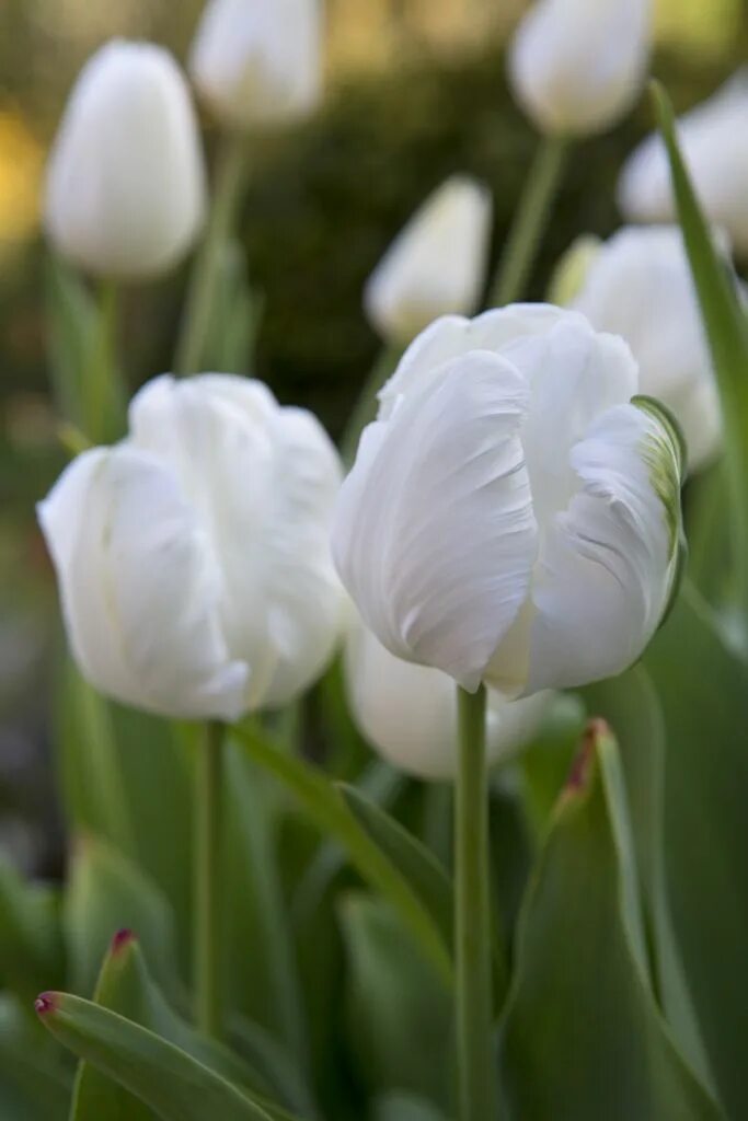 White tulip. White parrot тюльпан. тюльпан трес шик. белые тюльпаны. 101 белый тюльпан.