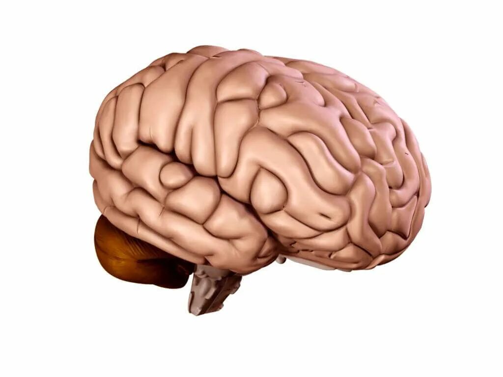Brain model. Модель головного мозга.
