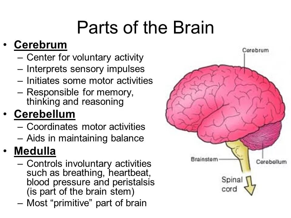 English brain. Parts of the Brain. Мозг на английском. Brain Parts and functions. Головной мозг на английском.