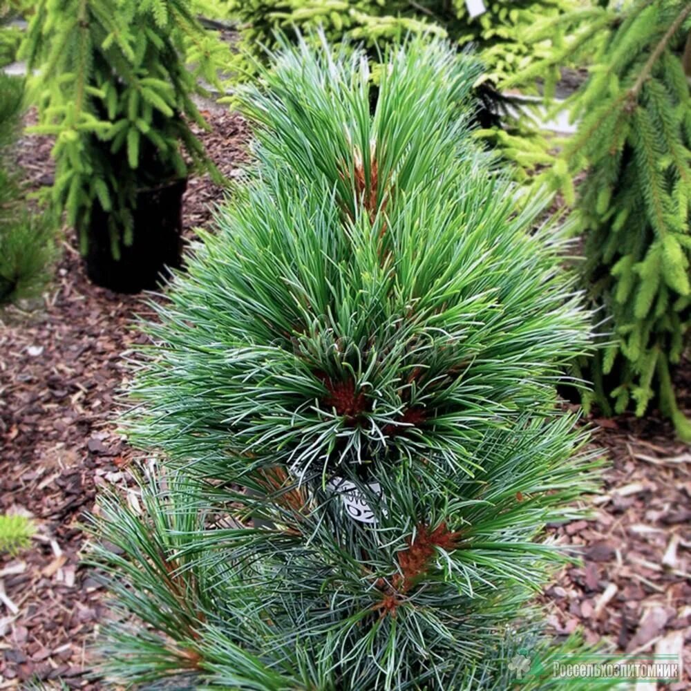 Сосна́ Сиби́рская Кедро́вая (Pínus sibírica). Pinus Cembra 'compacta glauca'. Сосна Кедровая Глаука. Сосна Кедровая (Pinus Cembra "glauca compacta")*.