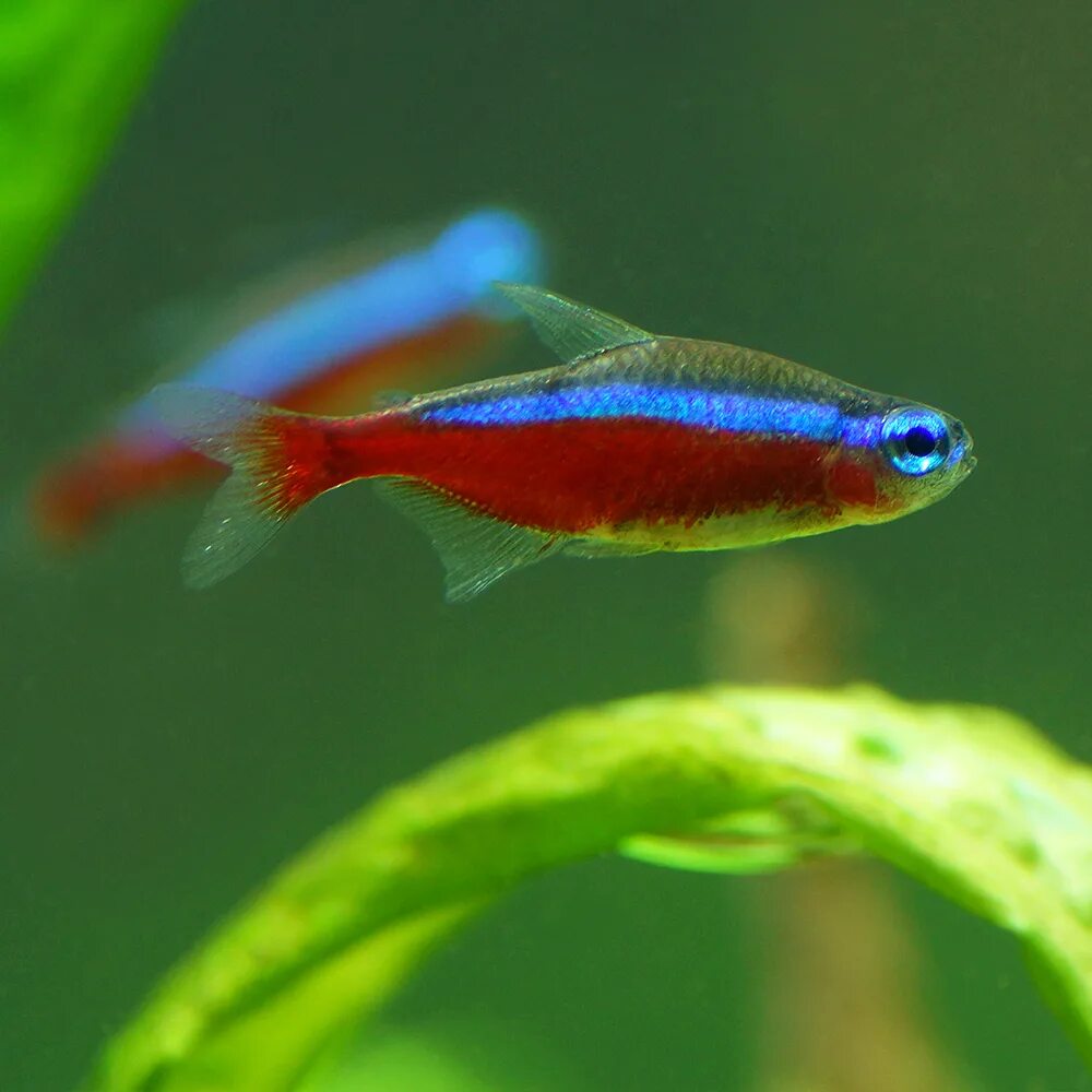 Барбус рерио. Красный неон рыбка аквариумная. Неон голубой вуалевый.