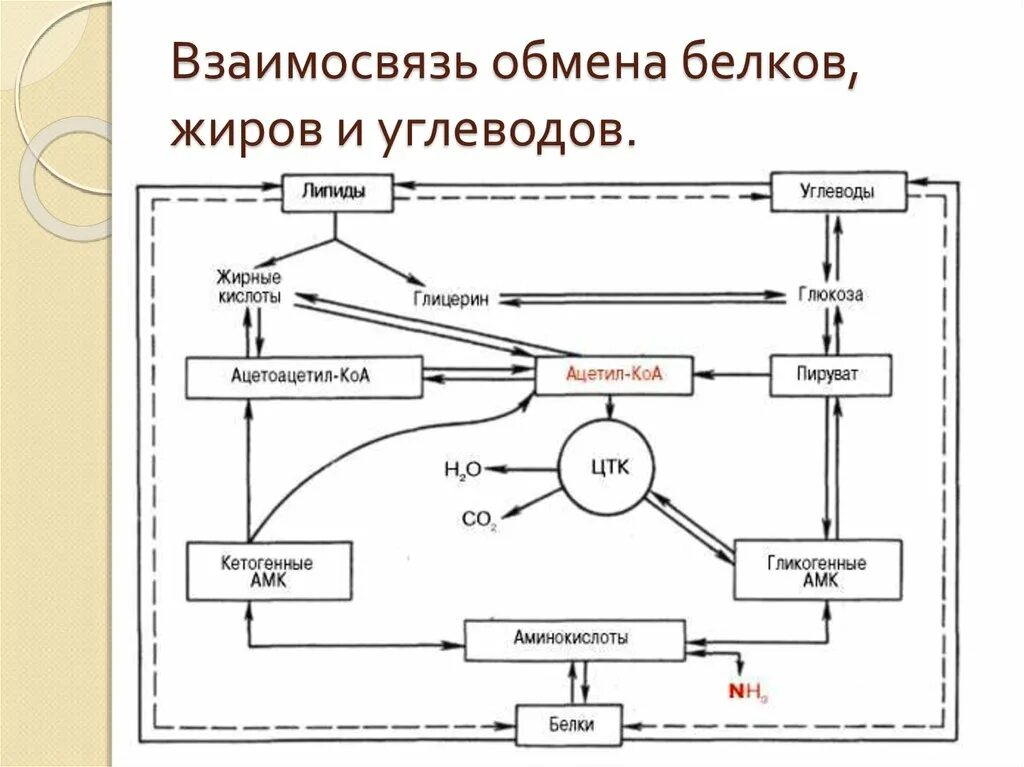 Обмен жиров белков углеводов воды. Схема взаимосвязи обмена углеводов и липидов. Метаболизм белков жиров углеводов схема. Взаимосвязь обмена белков жиров и углеводов. Схема белкового жирового углеводного обменов.