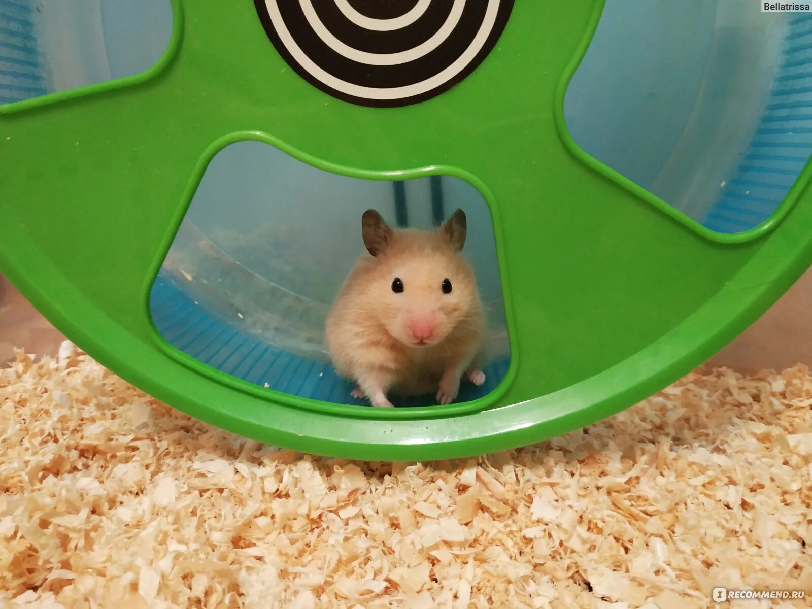 Что можно давать хомякам. Какие карточки нужно покупать в хомяке. Аксессуары для клетки хомяка джунгарского. Какие карточки нужно покупать в хомяке. Джунгарский хомячок.