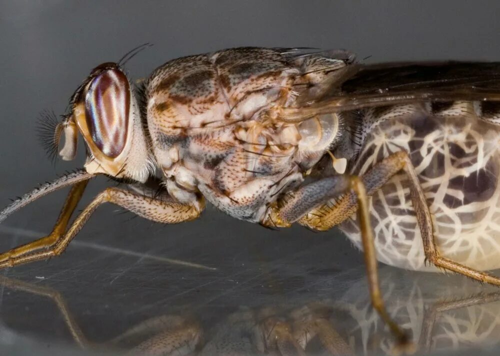 Tsetse fly. Муха ЦЕЦЕ. Муха ЦЕЦЕ Glossina Palpalis. Африканская Муха ЦЕЦЕ. Glossina morsitans.