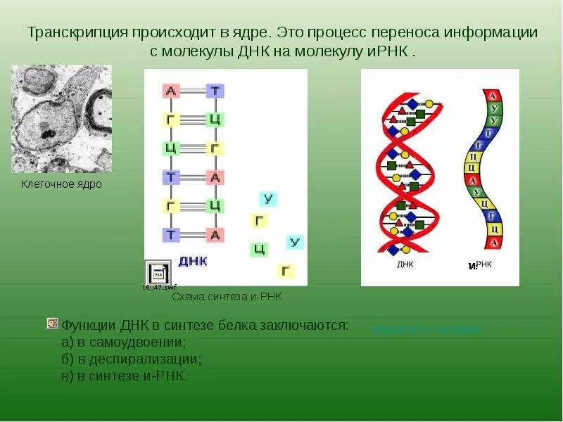 Транскрипция происходит в ядре. Процесс транскрипции происходит. ДНК В ядре. Преобразование ДНК В РНК.