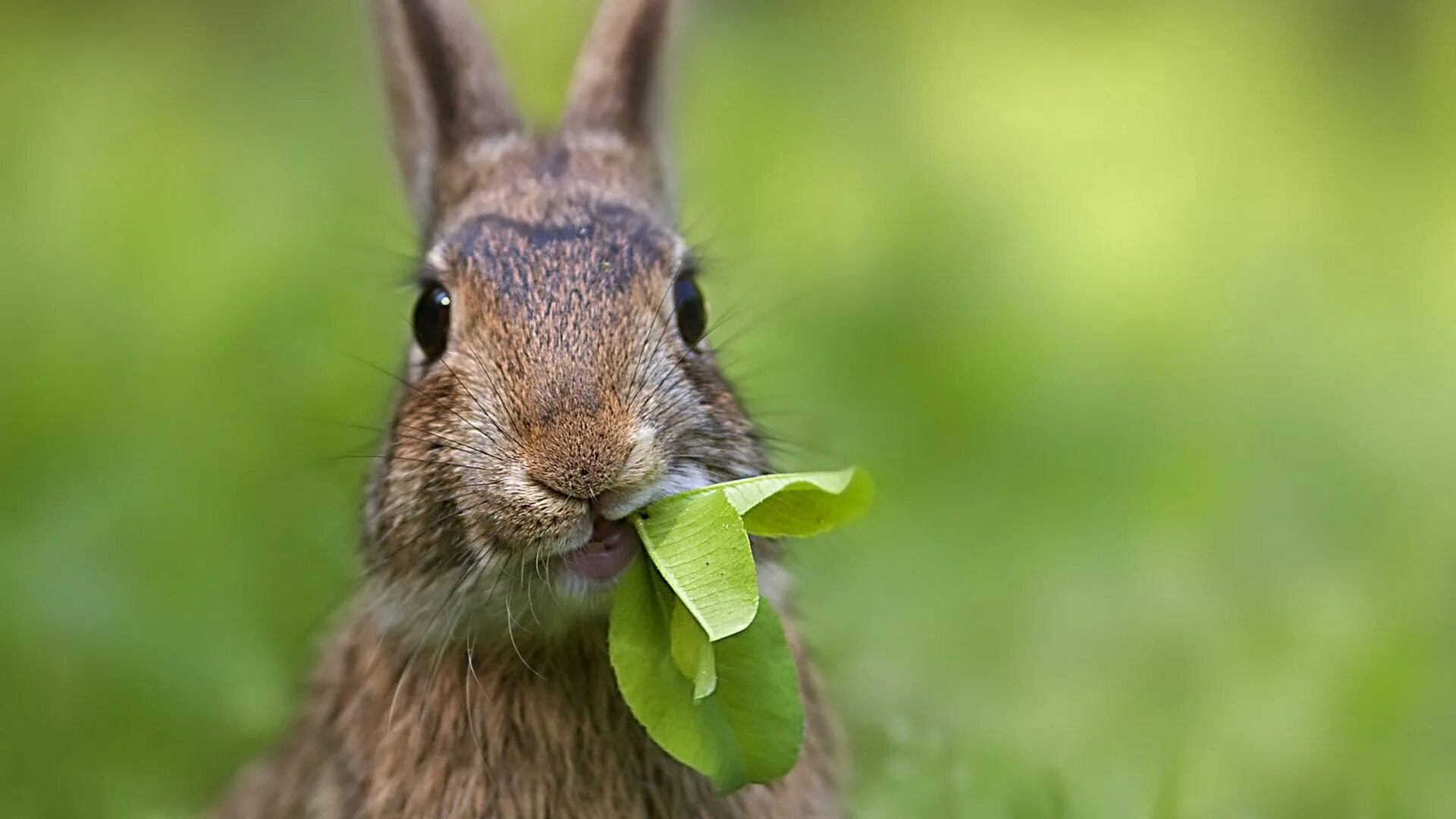 Rabbit, bunny eating grass, cute wallpaper Ostern