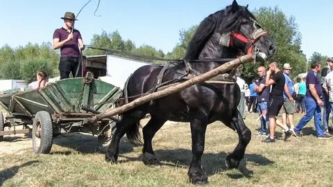 Cai ссылка