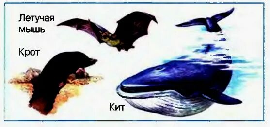 конечности крота и медведки. уссурийская могера. крот рисунок. нарисовать крота. конечности кита и крота.