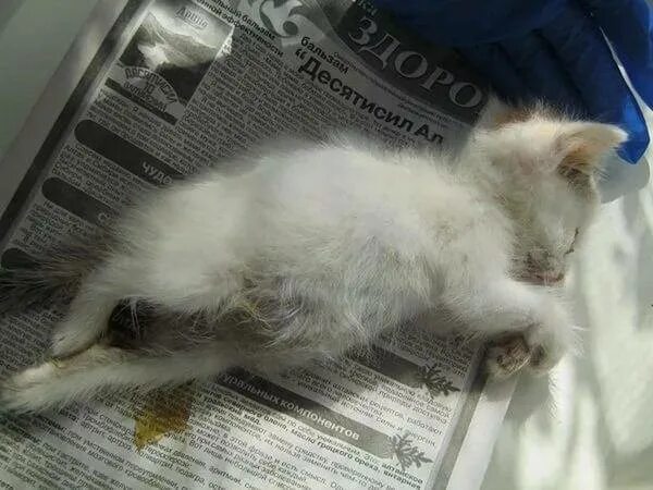 Вздуло живот у кота. Нормальный животик у котенка.