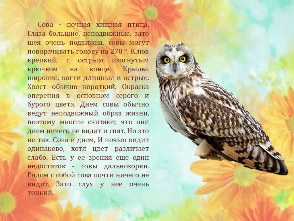 Текст про сову. Описание Совы. Рассказ о сове. Сова краткое описание для детей. Доклад про сову.