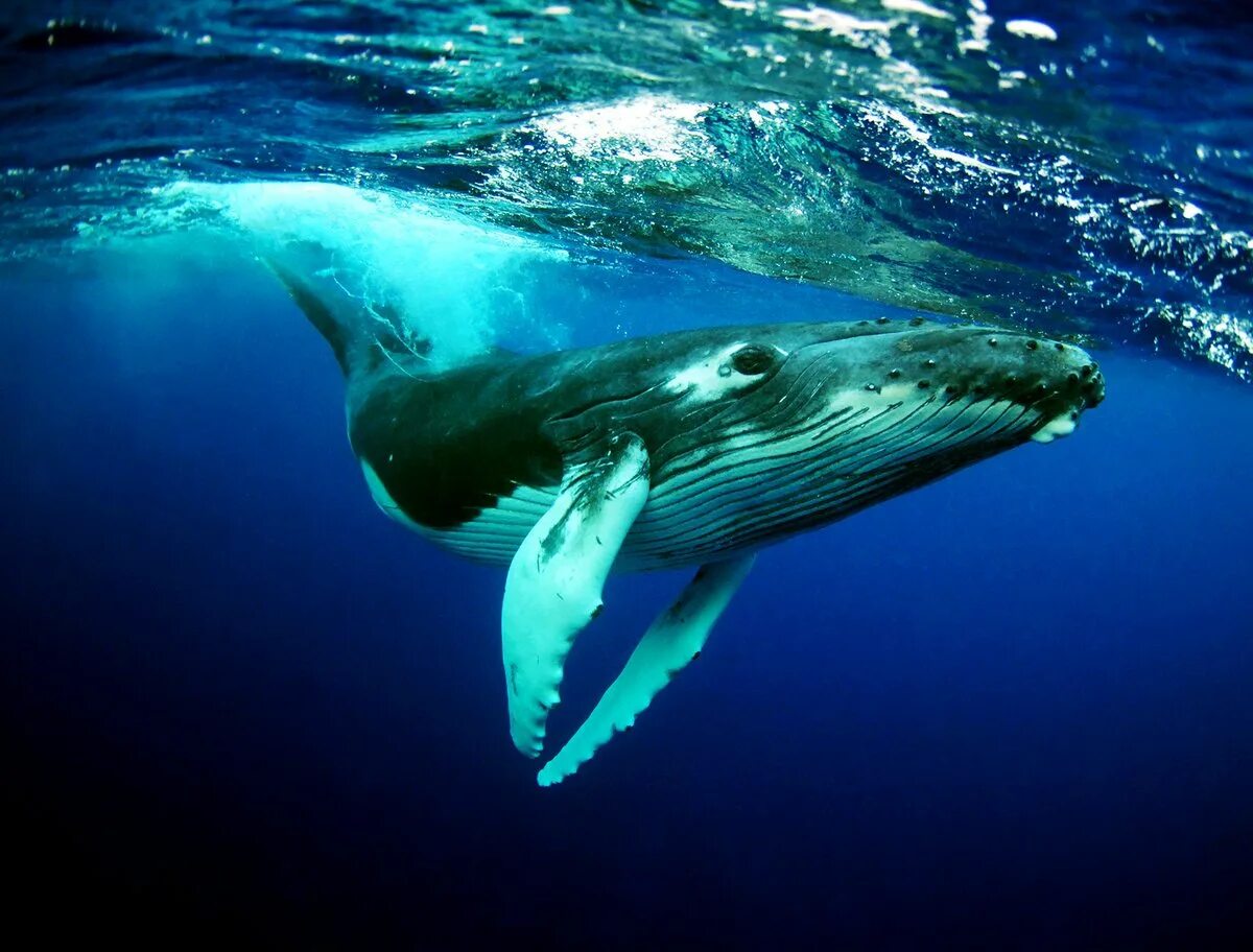 Киты атлантического океана. Кит Горбач. Горбач горбатый кит. Сейвал (ивасевый кит). Синий кит Горбач.