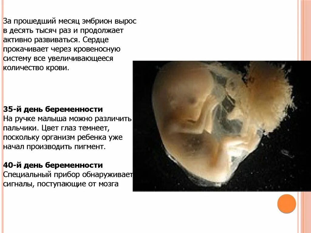 1 эмбриональная неделя. Внутриутробное развитие плода.