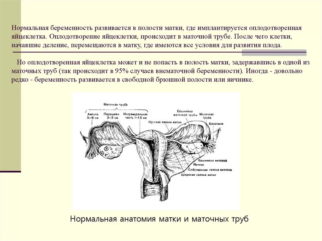 Оплодотворение в полости матки