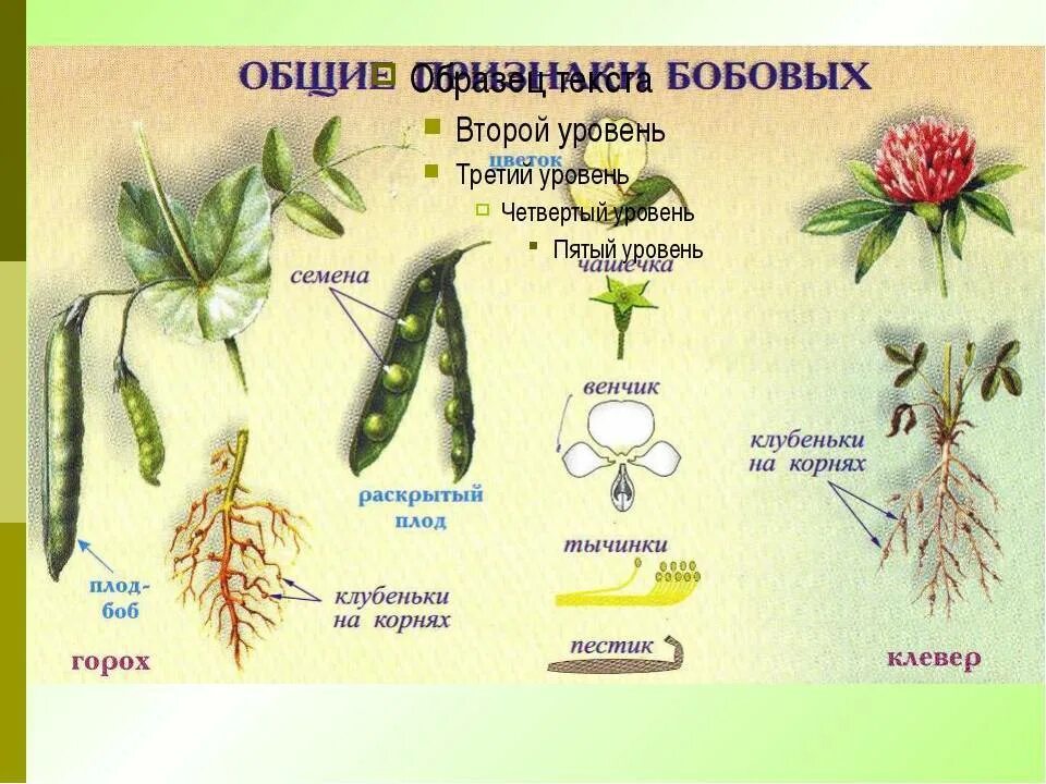 Класс двудольные семейство бобовые. Семейство покрытосеменных растений бобовые. Семейство Мотыльковые бобовые плод. Класс двудольные семейство бобовые плоды.