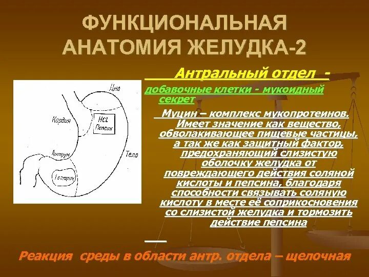 Функция оболочек желудка. Анатомия слизистой желудка. Антральный отдел желудка. Функциональная анатомия слизистой желудка. Хирургическая анатомия желудка.