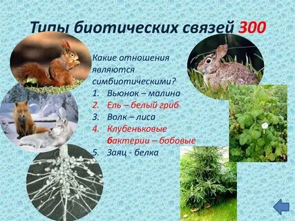 Отношения между зайцем и белкой в природе