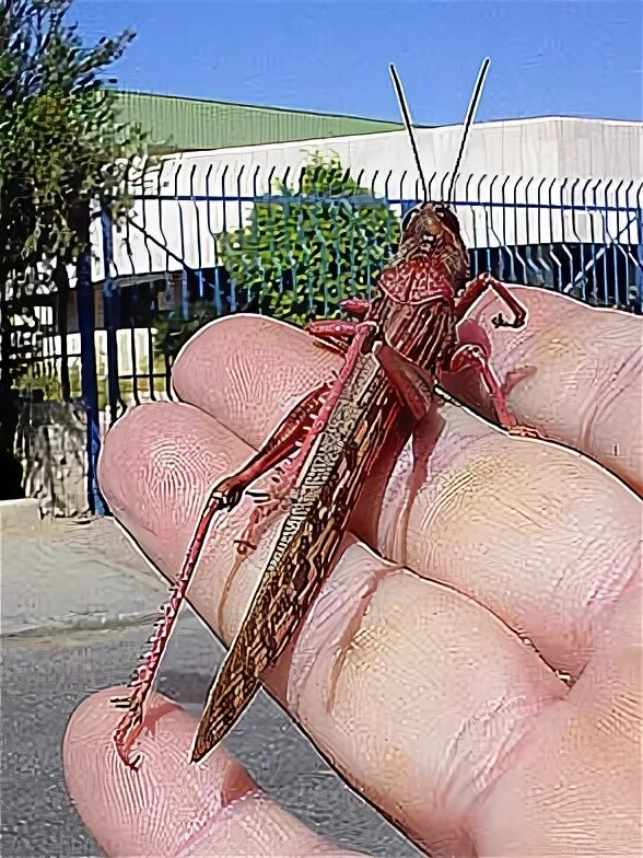 кузнечик палочник. кузнечики записаться. саранча. синий кузнечик. видео как кузнечики выращивают свои зубы.