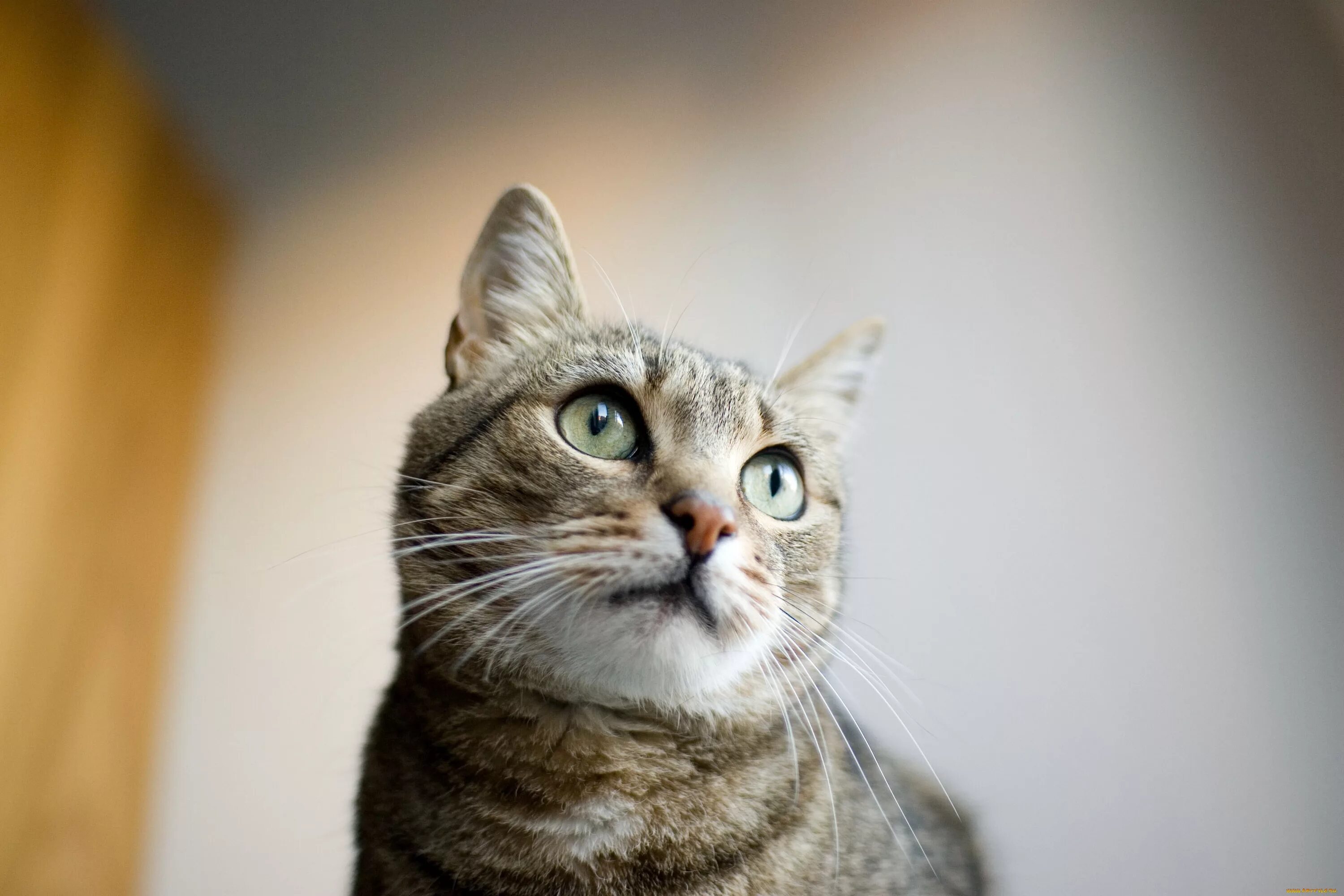 Gatto. Котик и собака. Мяцу. Прикольные коты. Кошачий разговор.