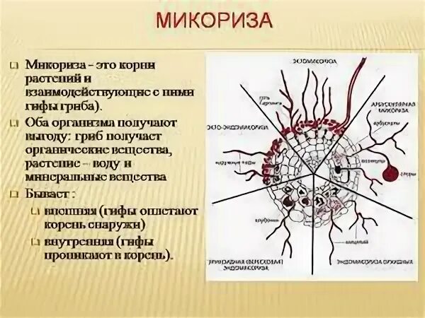 Образует микоризу с корнями деревьев. Образует микоризу с корнями деревьев