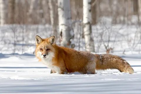 Животные свердловской
