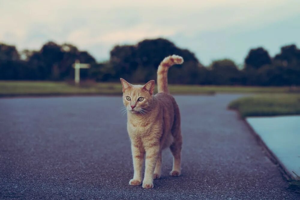Кот шатается при ходьбе