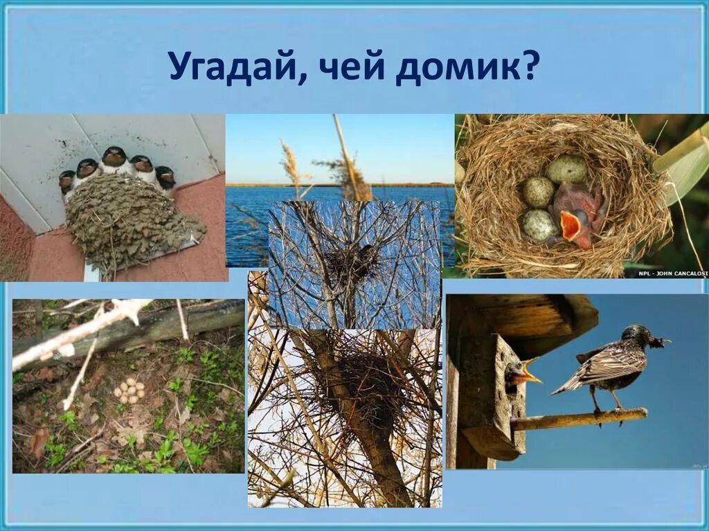 Гнезда птиц названия. Птицы и их гнезда. Гнездо перелетных птиц для детей. Гнездо птицы для детей. Гнезда птиц для дошкольников.