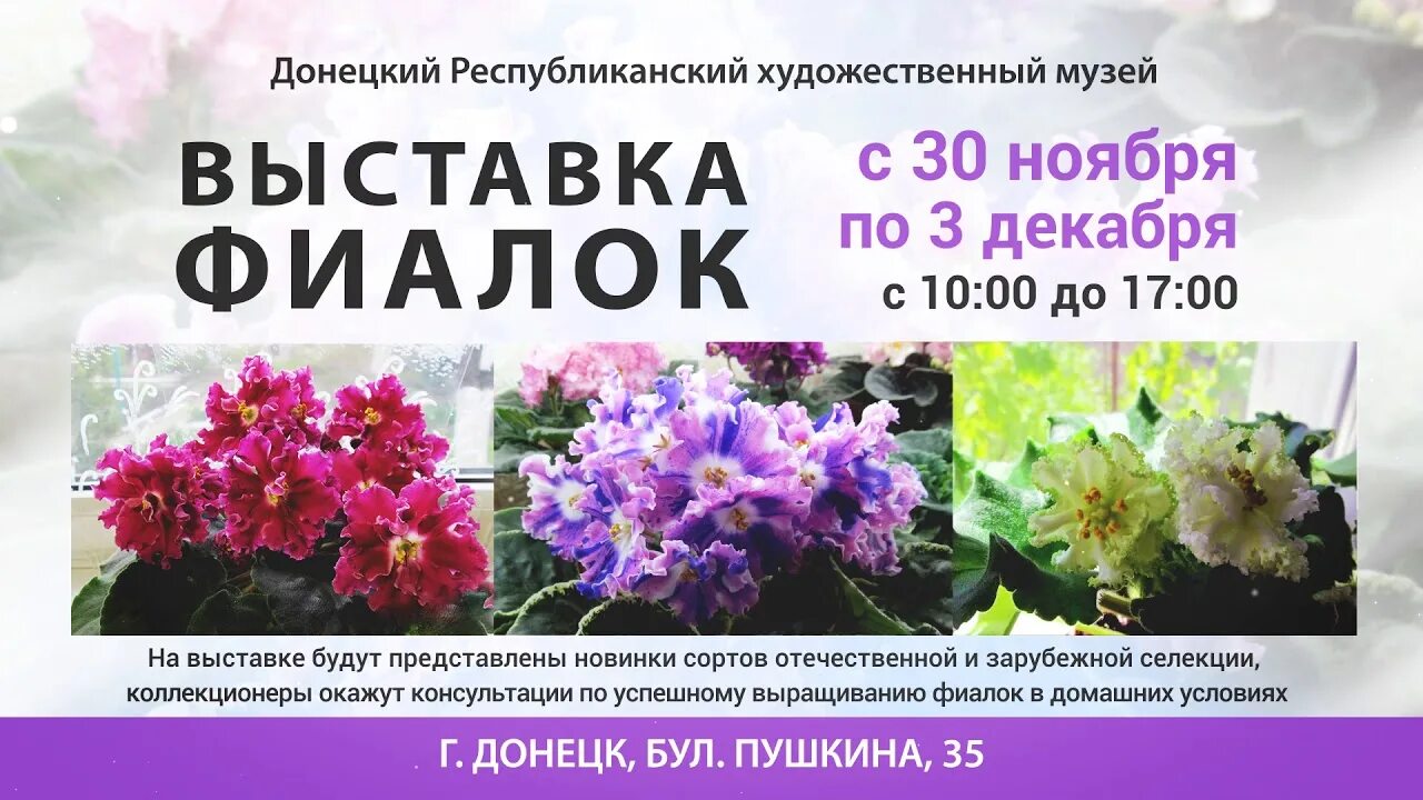 Выставка фиалок в марте 2024. Выставка фиалок. Фиалка выставка в Туле. Когда будет выставка фиалок. Выставка фиалок в Севастополе.