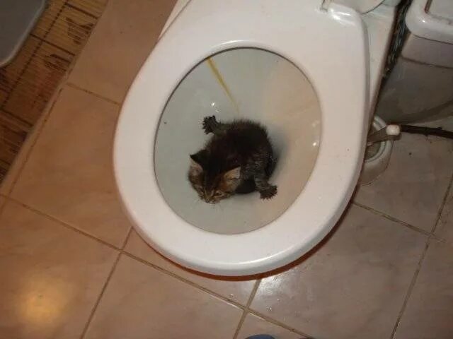 Почему гоняет в туалет. Котенок какает. Котенок в унитазе. Кот в туалете.